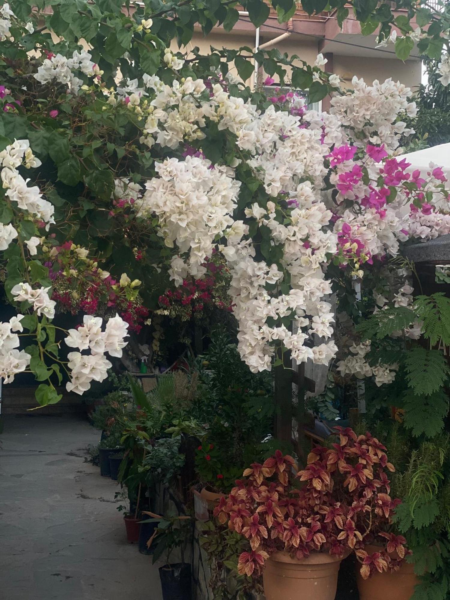Rosemary Pansiyon Çıralı Exterior foto